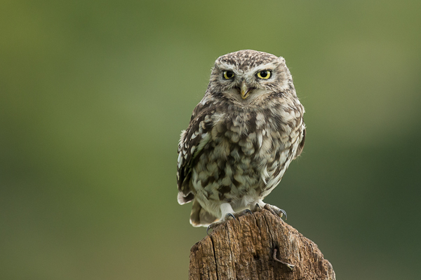 Little Owl - Birds - Wild