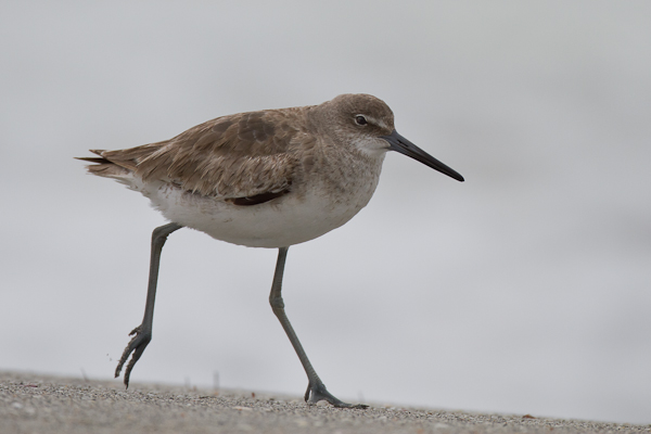 Willet - Florida 2011