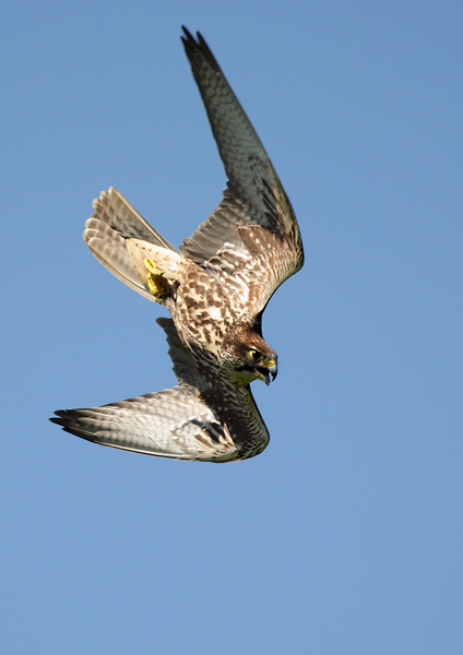 Saker Falcon - Birds  -  Captive