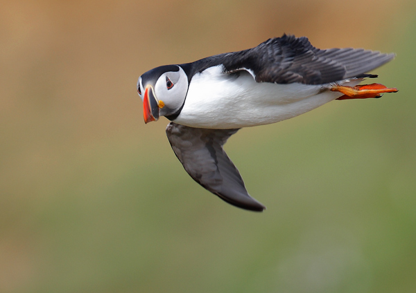 Puffin - Birds - Wild