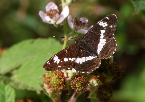 White Admiral - Close up