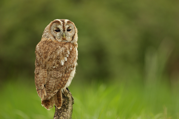 Tawny Owl - Birds  -  Captive