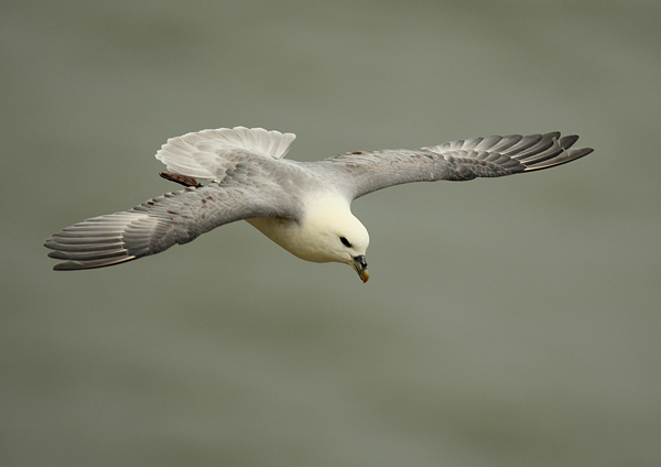 Fulmar - Birds - Wild