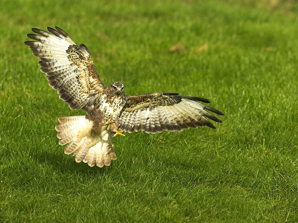 Common Buzzard - Birds - Wild