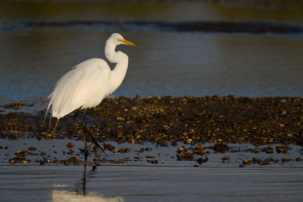Great Egret - Florida 2011