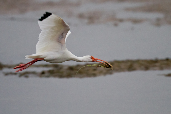 White Ibis - Florida 2011