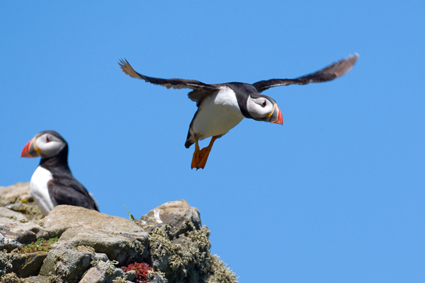 The Glide - Birds - Wild
