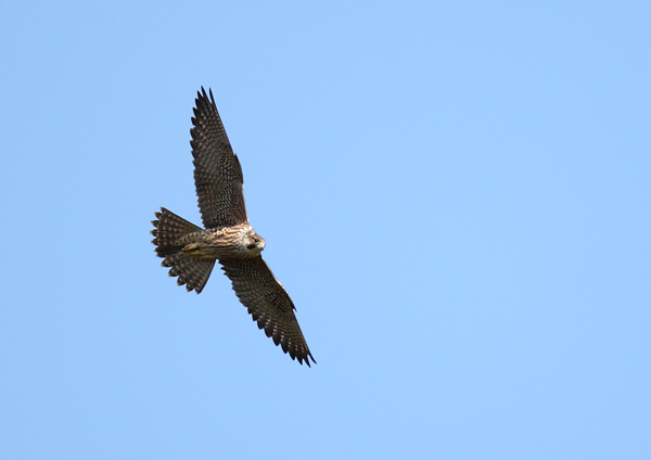 Wild Peregrine - Birds - Wild