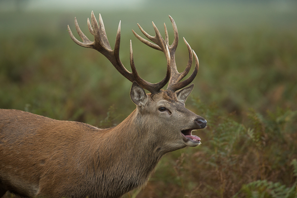 Red Deer - Nature & Animals