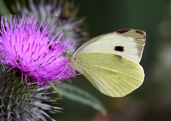 Large White - Close up