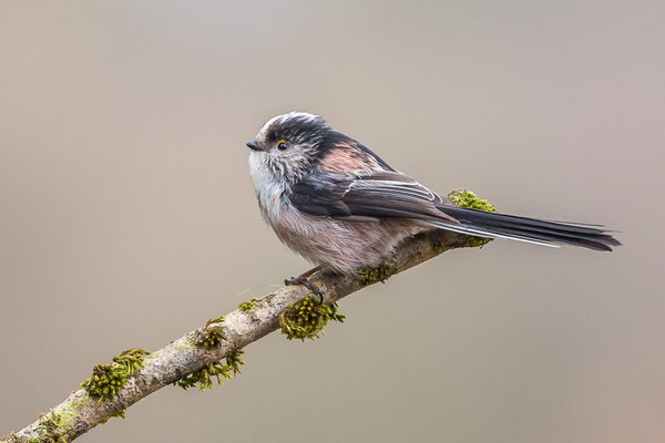 Long-tailed Tit - Birds - Wild
