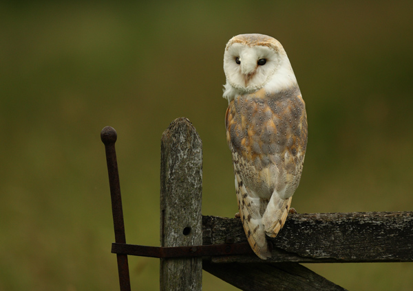 Barn Owl - Birds  -  Captive