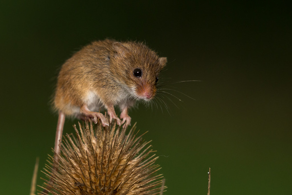 Harvest Mouse - Nature & Animals