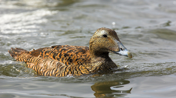 Female  Eider - Birds  -  Captive