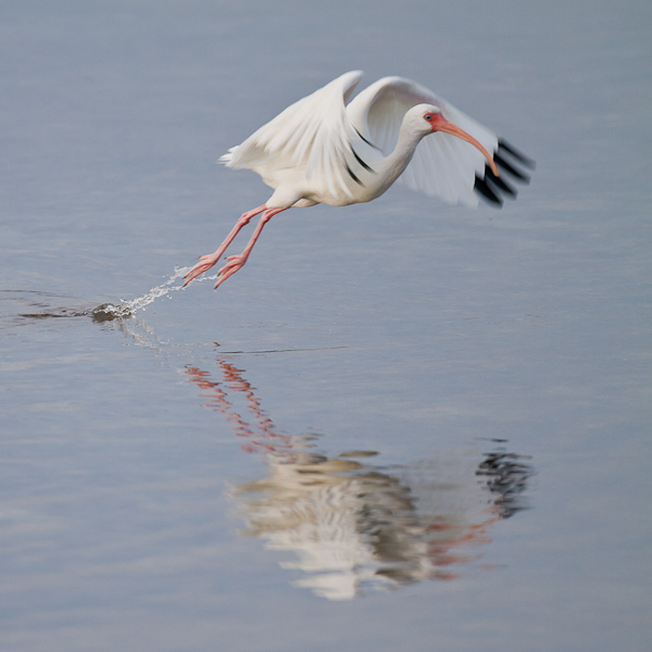 White Ibis - Florida 2011