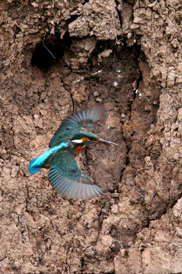 Kingfisher - Birds - Wild