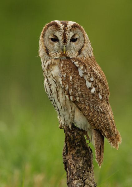 Tawny Owl - Birds  -  Captive