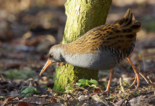 Water Rail - Birds - Wild