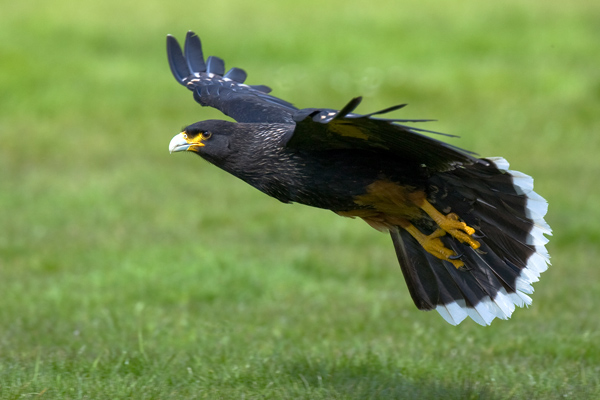 Caracara - Birds  -  Captive