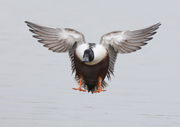 Shoveler - Birds - Wild