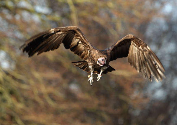 Hooded Vulture - Birds  -  Captive