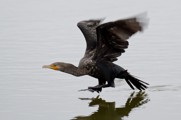 Cormorant - Florida 2011