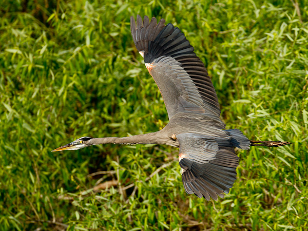 Great Blue Heron - Florida 2011