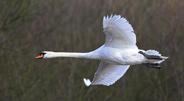 Mute Swan - Birds - Wild