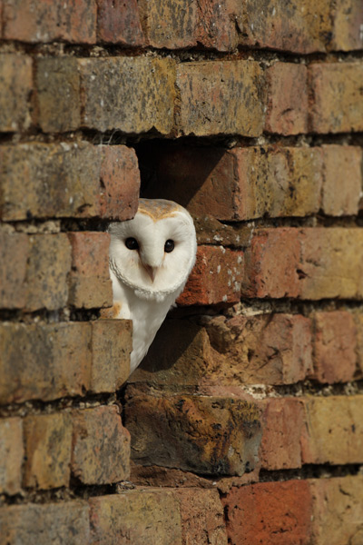 Barn Owl - Birds  -  Captive
