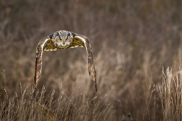 Eagle Owl - Birds  -  Captive