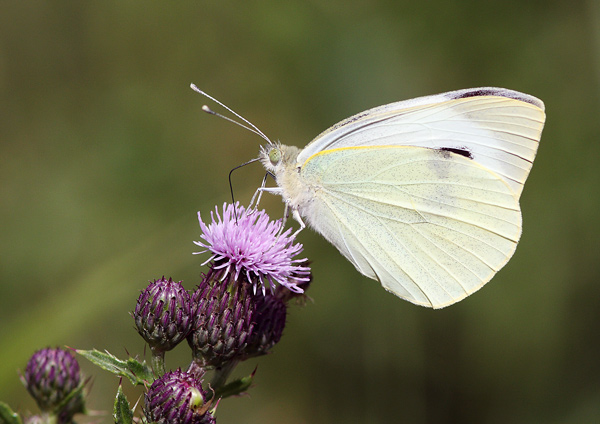 Large White - Close up
