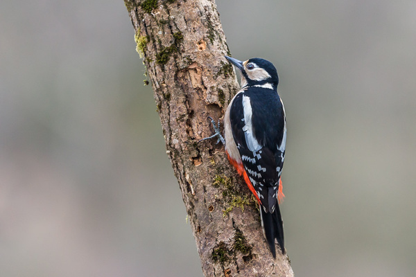 Great Spotted Woodpecker - Birds - Wild
