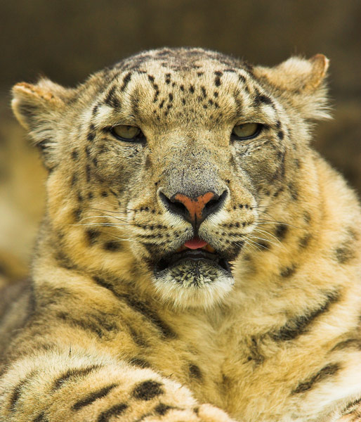 Snow Leopard - Nature & Animals