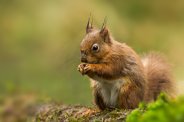 Red Squirrel - Nature & Animals