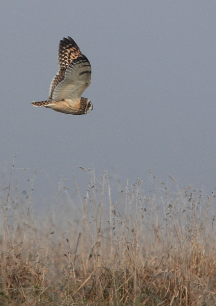 Short Eared Owl - Birds - Wild