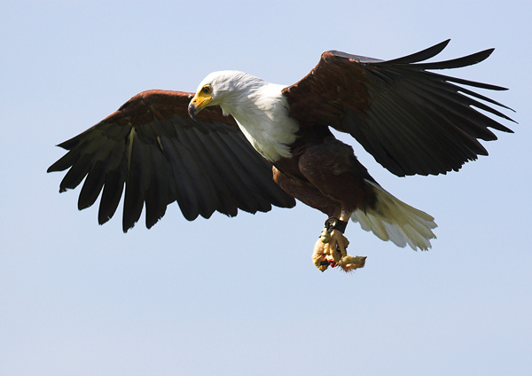 African Fish Eagle - Birds  -  Captive