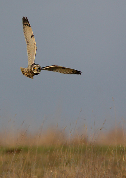 Short Eared Owl - Birds - Wild