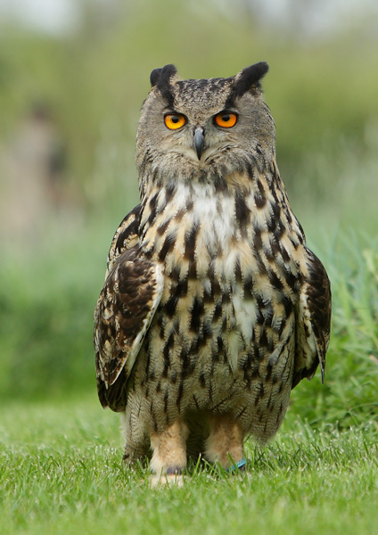Eagle Owl - Birds  -  Captive