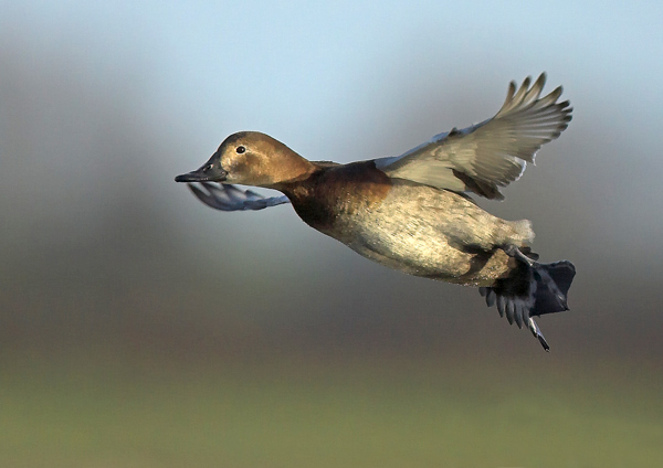 Female Pochard - Birds - Wild