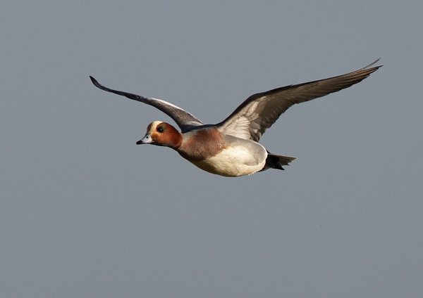 Widgeon - Birds - Wild
