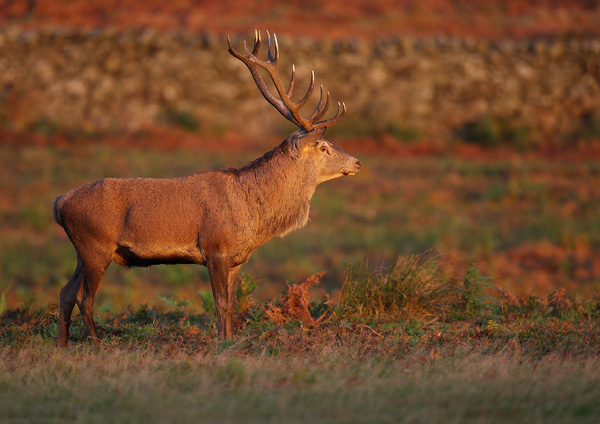 Red Deer - Nature & Animals