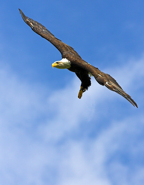 American Bald Eagle - Birds  -  Captive