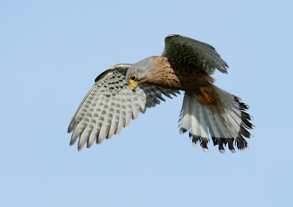 Kestrel - Birds  -  Captive