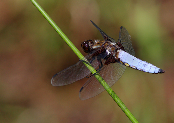 Broad Bodied Chaser - Close up