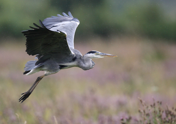 Heron in the Rain  3 - Birds - Wild