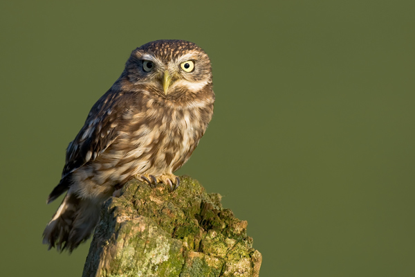 Little Owl - Birds  -  Captive