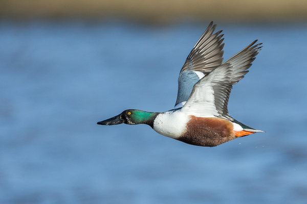 Northern Shoveler - Birds - Wild