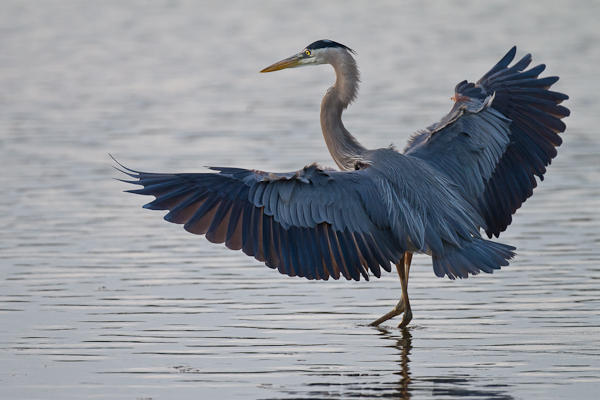 Great Blue Heron - Florida 2011