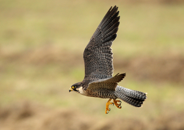Peregrin Falcon - Birds  -  Captive