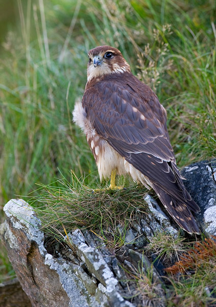 Merlin - Birds  -  Captive